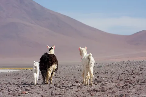 Llamas leaving Laguna Colorado
