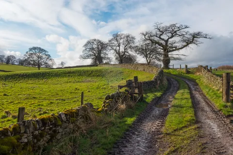 Late afternoon at Buston Wood, nr Pilsley, the Peak District [Explore]