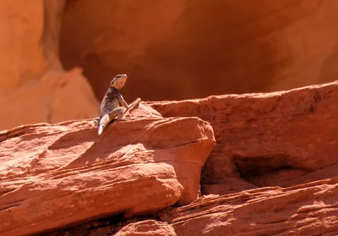 Valley of Fire - Lizard
