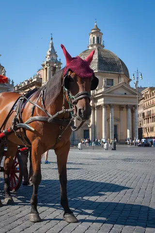 Horse and Carriage in Piazza del Popolo, Rome