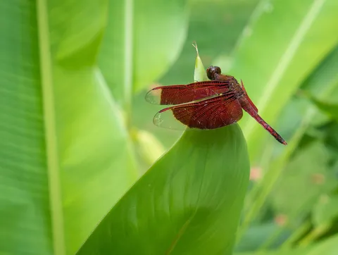 Red Dragonfly on Leaf, Four Seasons Sayan