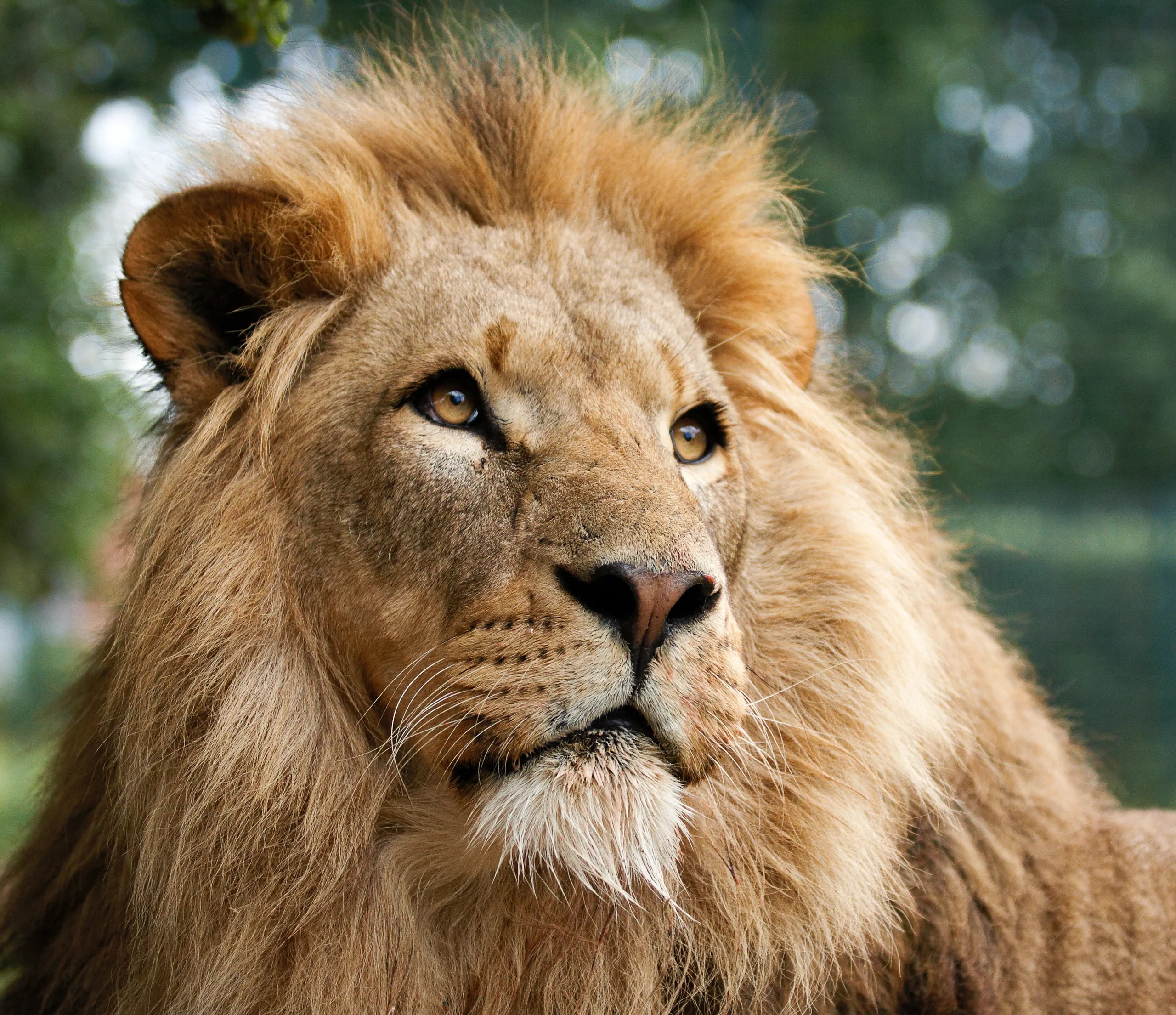 The Lion Portrait