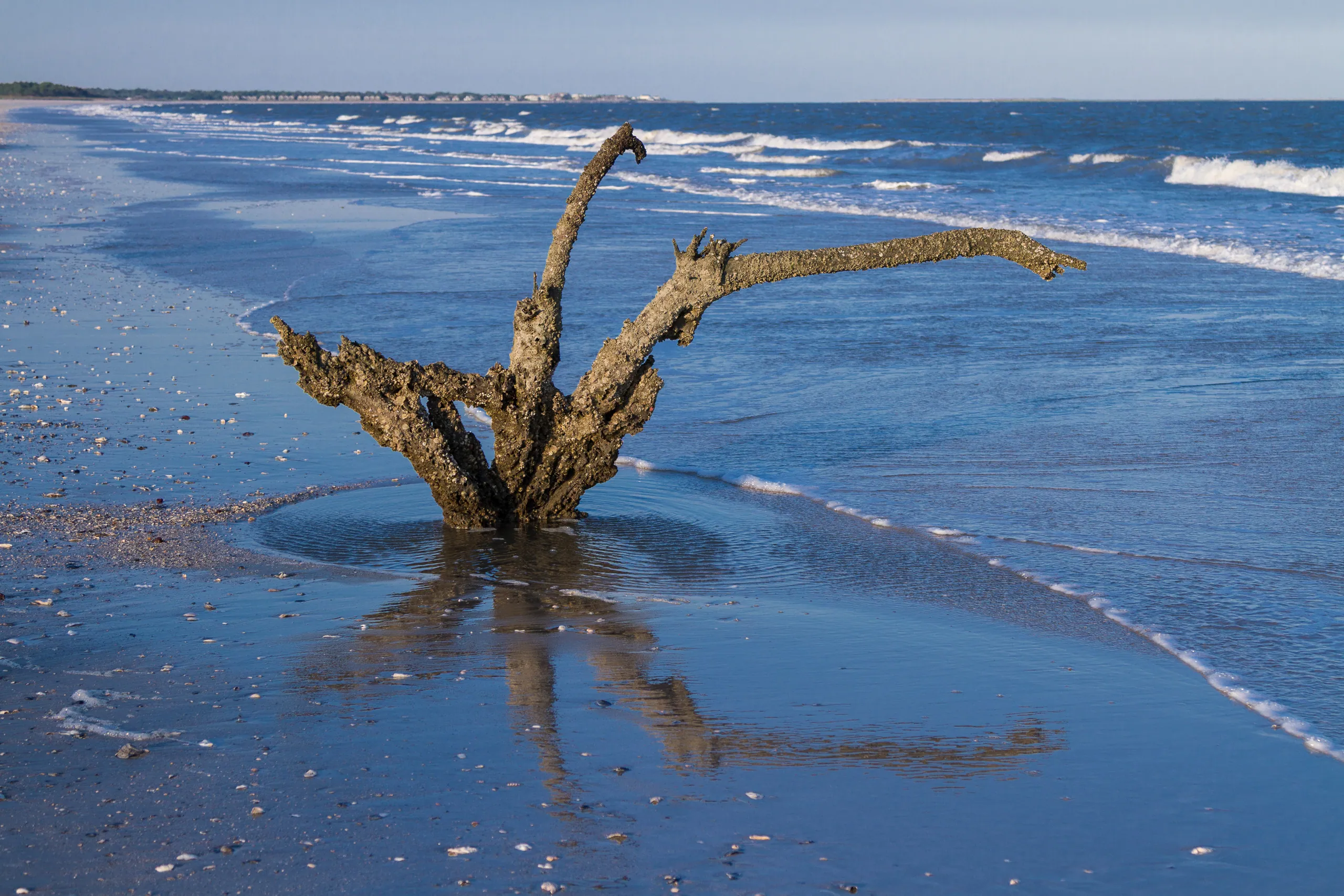 Botany Bay's Ghost Oaks