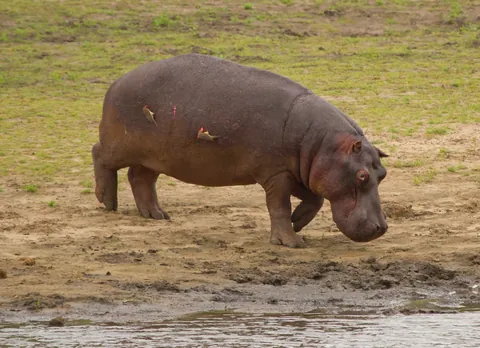 Bloodied Hippo with Tick Birds