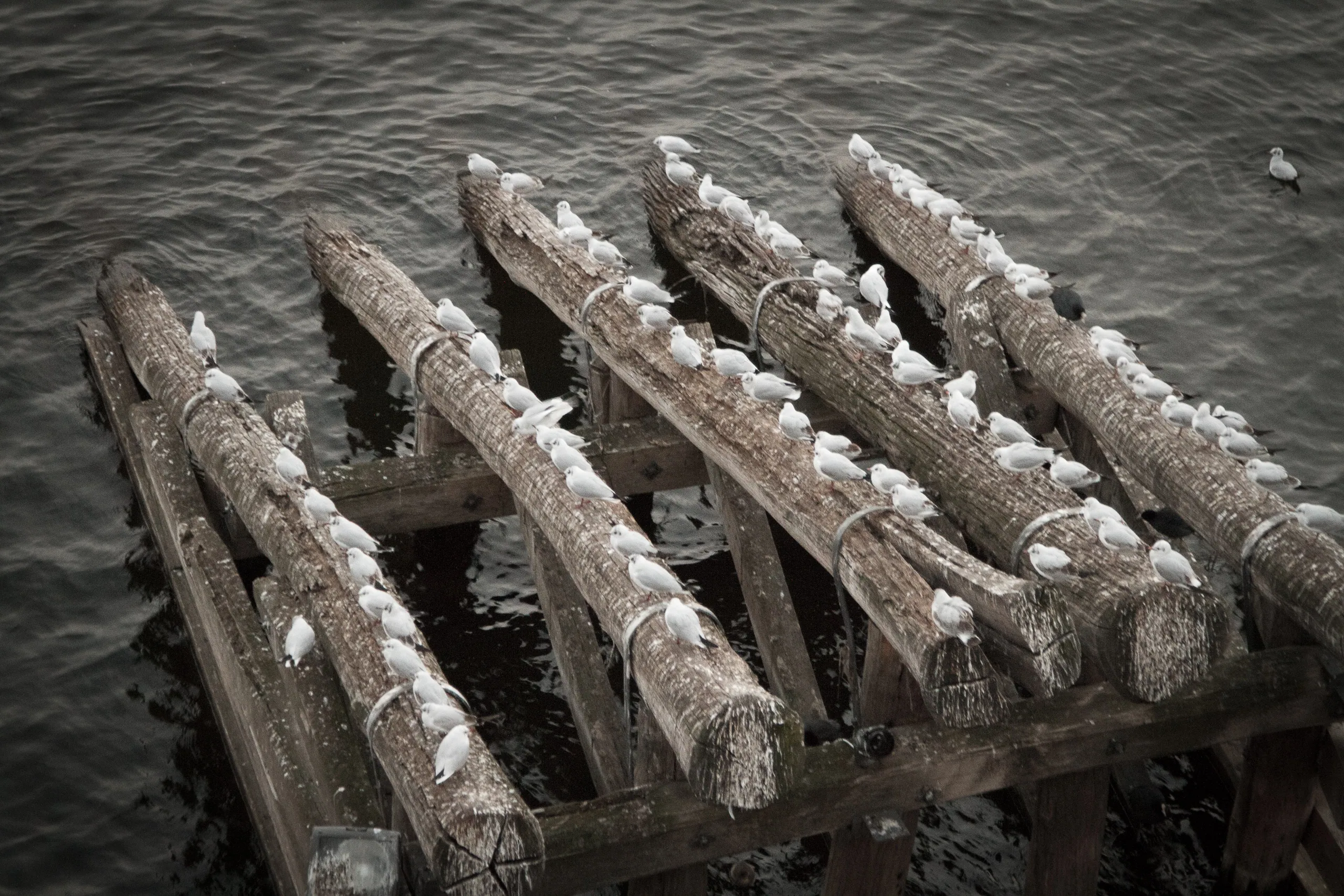 Seagulls, Charles Bridge
