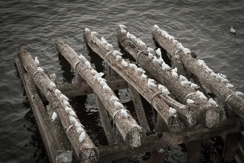 Seagulls, Charles Bridge