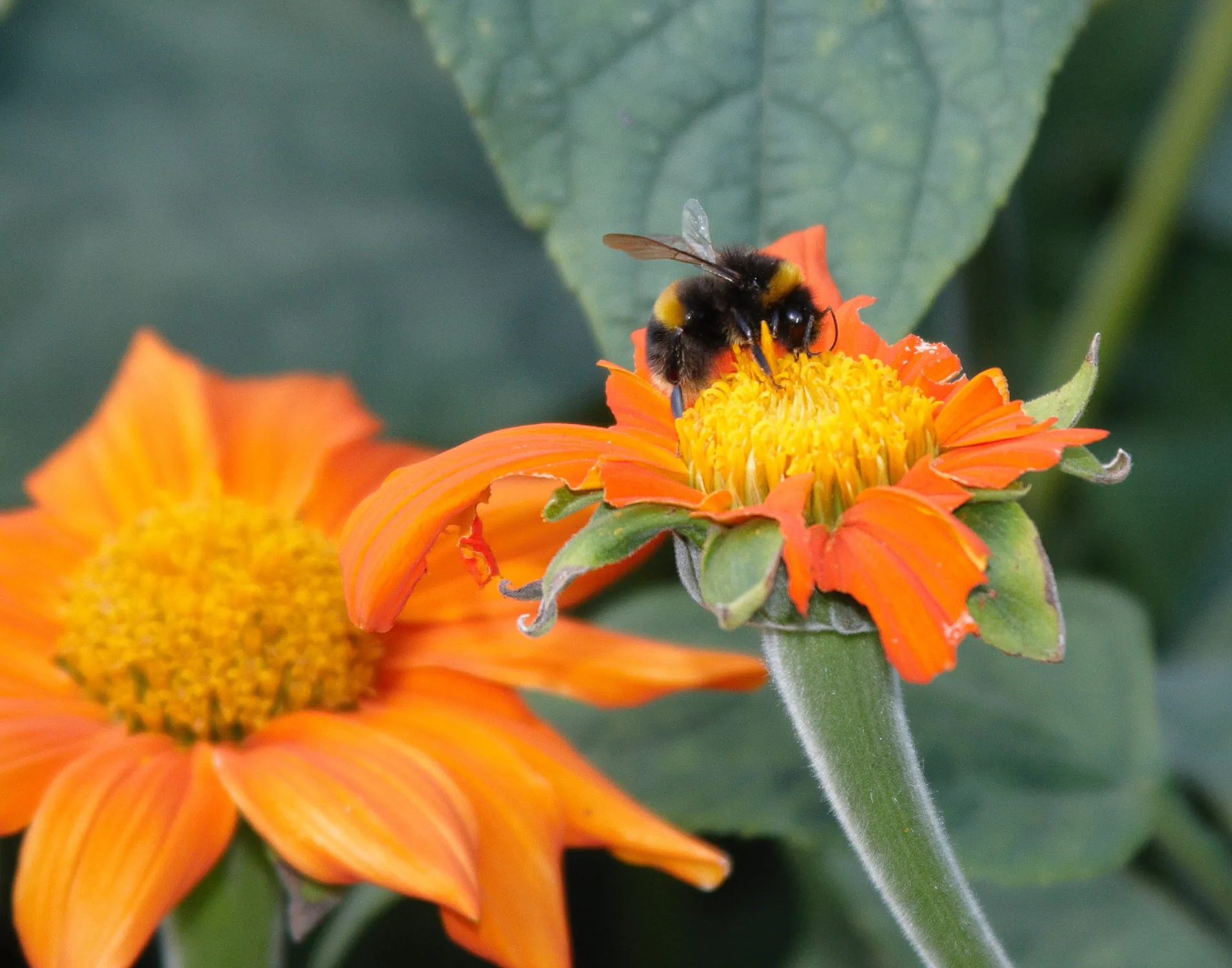Oxford Botanic Gardens