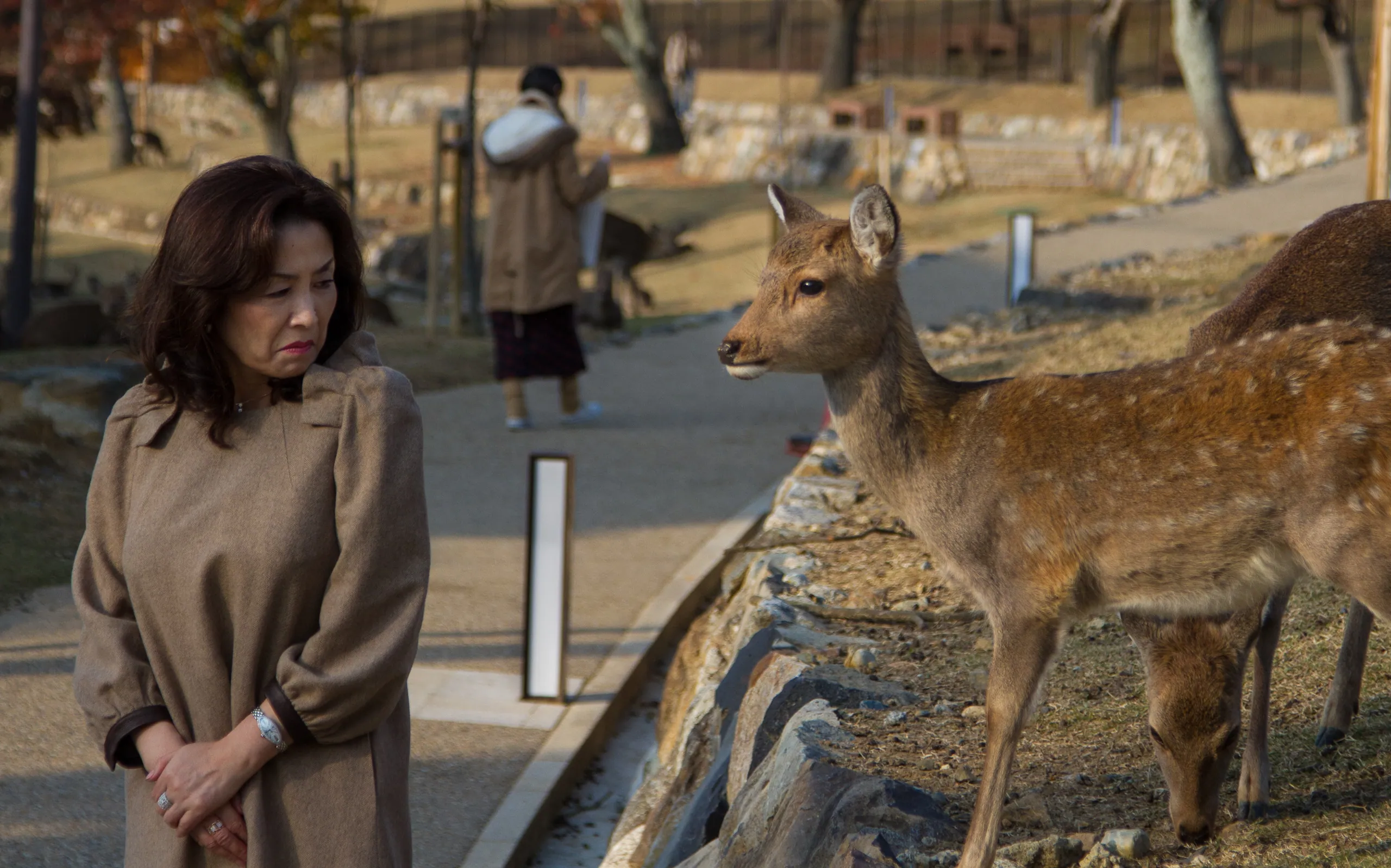 Deer Disgust, Nara Park