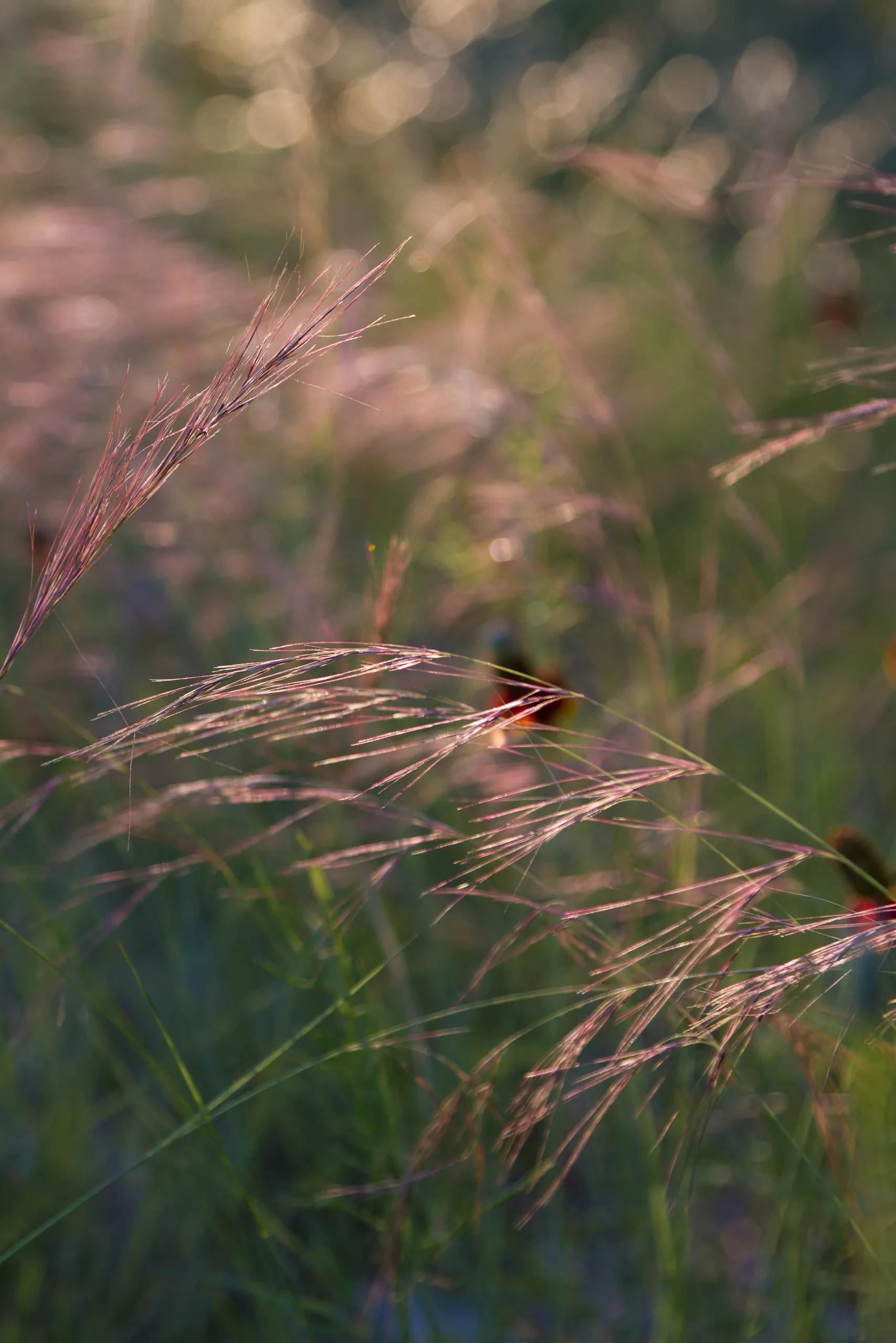 Tall grass at sunrise, Canyon Wren Ranch