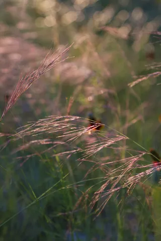 Tall grass at sunrise, Canyon Wren Ranch