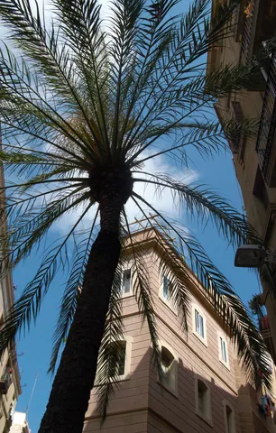 Looking out of the Raval