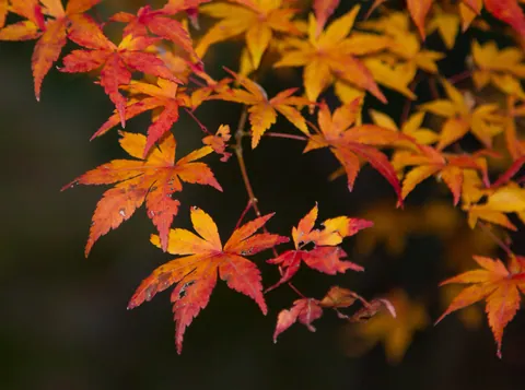 Autumn leaves, garden of the Tenryuji Temple, Kyoto