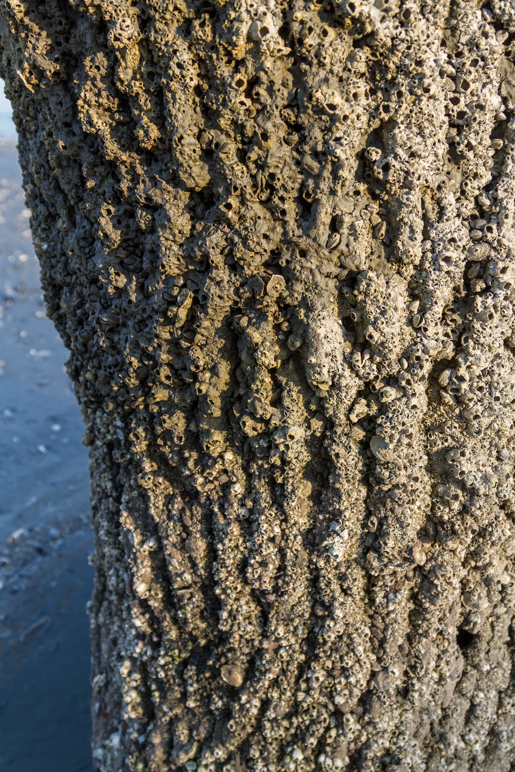 Botany Bay's Ghost Oaks