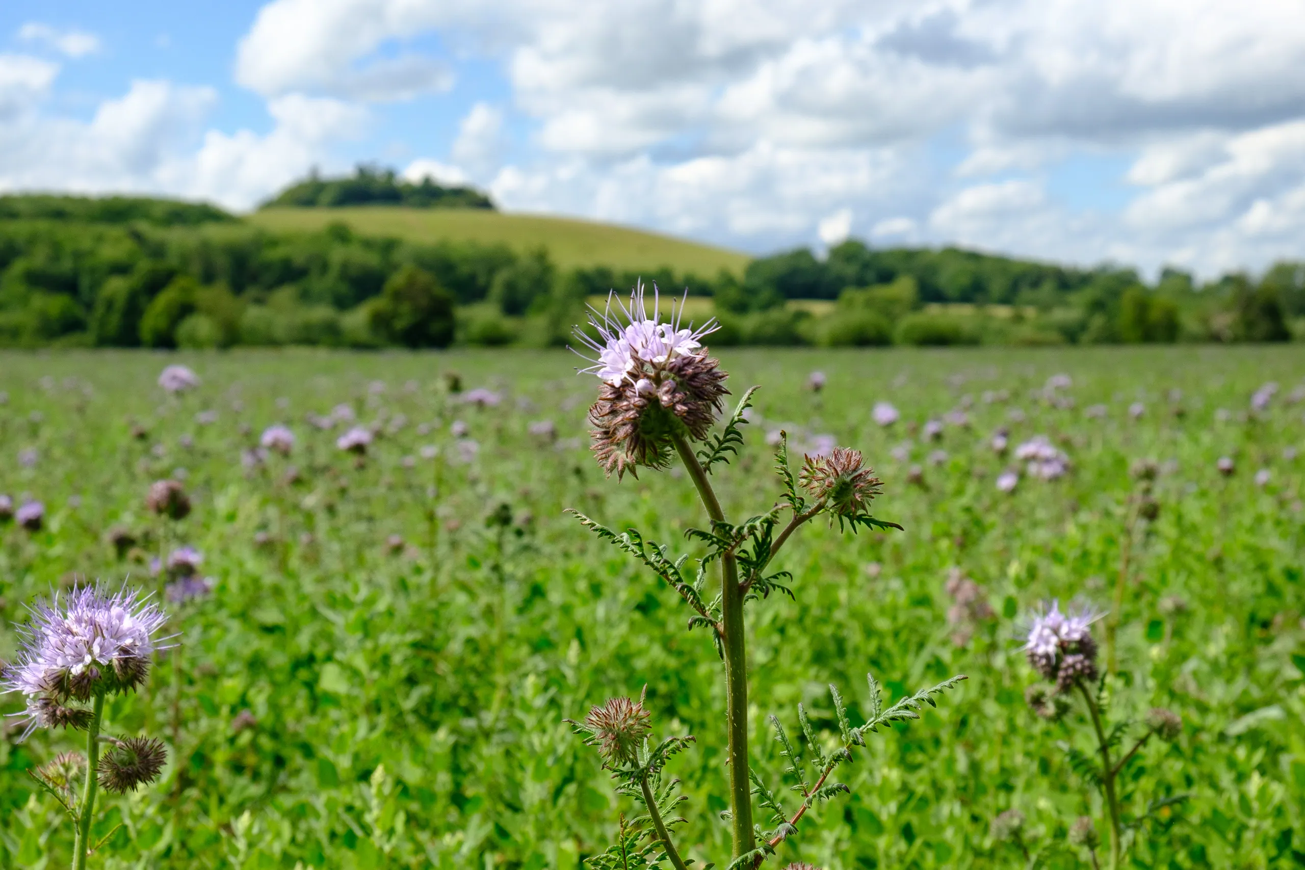 Wittenham Clumps, Dorchester