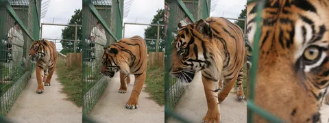 Close Encounter
