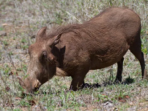 Kneeling Warthog