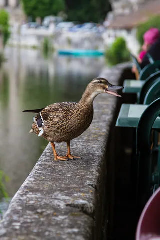 Hungry Ducks of Brantome